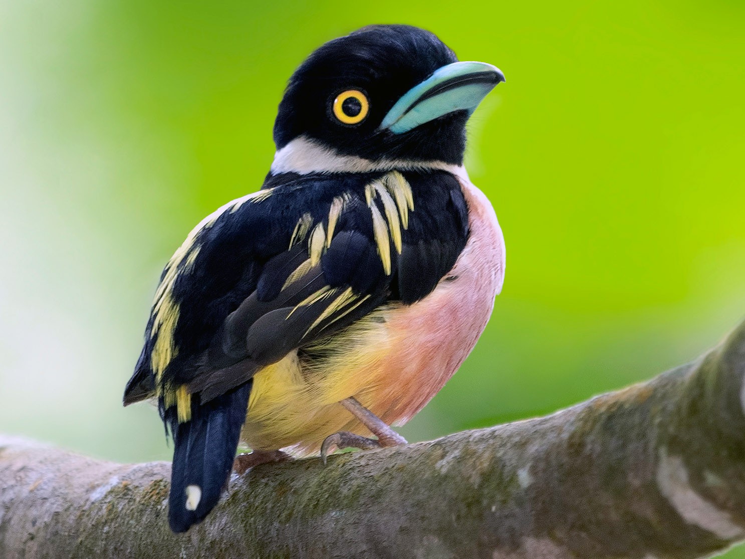 Wings of Color